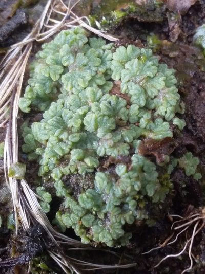 Riccia subbifurca, photographed by insiderelic