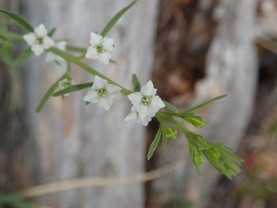 Thesium alpinum, photographed by agujaceratops
