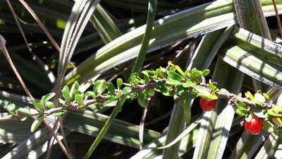 Coprosma depressa, photographed by naturewatchwidow