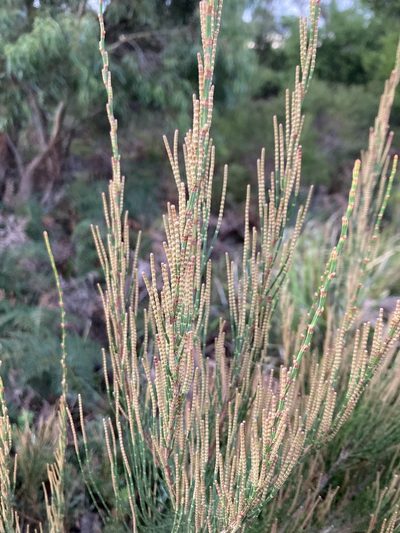Allocasuarina monilifera, photographed by krumpianking