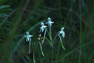 Habenaria longicornu, photographed by Paulmathi Vinod