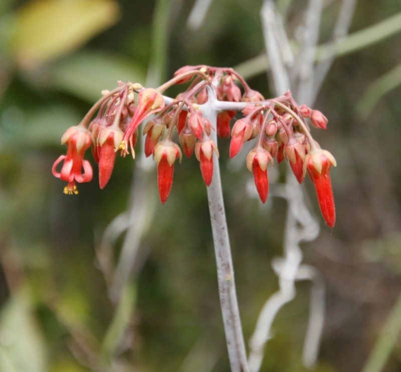 Cotyledon barbeyi, photographed by Tony Rebelo