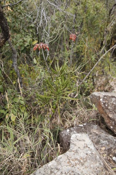 Cotyledon barbeyi, photographed by Tony Rebelo