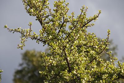 Portulacaria afra, photographed by Tony Rebelo