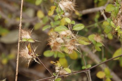 Blepharis maderaspatensis, photographed by Tony Rebelo