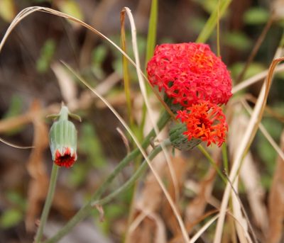 Kleinia fulgens, photographed by Tony Rebelo