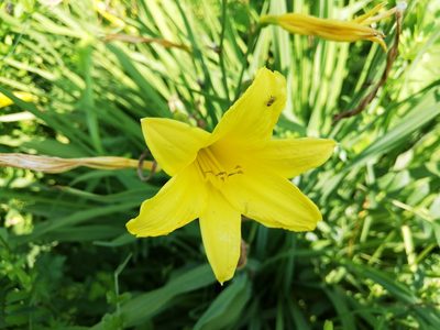 Hemerocallis minor, photographed by Елена Радостева