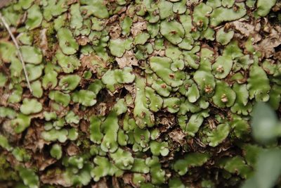 Plagiochasma appendiculatum, photographed by Tony Rebelo