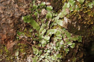 Plagiochasma appendiculatum, photographed by Tony Rebelo