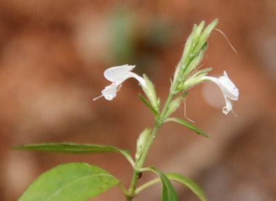 Hypoestes forskaolii, photographed by Tony Rebelo