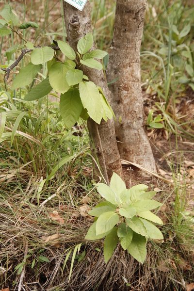 Gymnanthemum myrianthum, photographed by Tony Rebelo