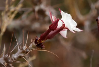 Pachypodium saundersii, photographed by Tony Rebelo