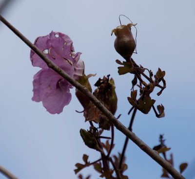 Buttonia superba, photographed by Tony Rebelo