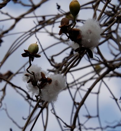 Buttonia superba, photographed by Tony Rebelo