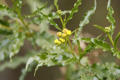 Psiadia punctulata, photographed by Tony Rebelo