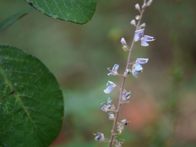 Uraria rufescens, photographed by Dinesh Valke