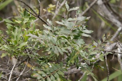 Ptaeroxylon obliquum, photographed by Tony Rebelo