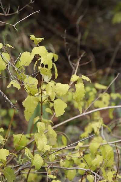 Ocimum labiatum, photographed by Tony Rebelo