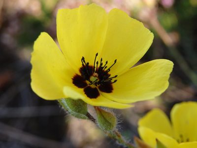 Cistus ocymoides, photographed by Carminda Santos