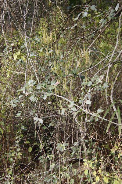 Isoglossa glandulosissima, photographed by Tony Rebelo