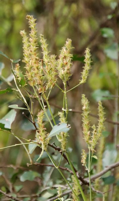 Isoglossa glandulosissima, photographed by Tony Rebelo