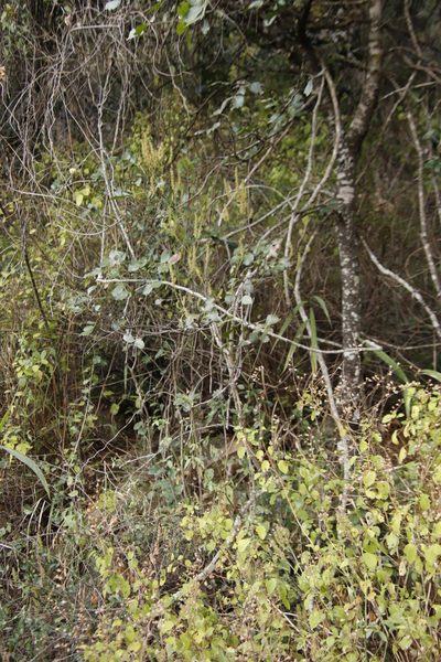 Isoglossa glandulosissima, photographed by Tony Rebelo