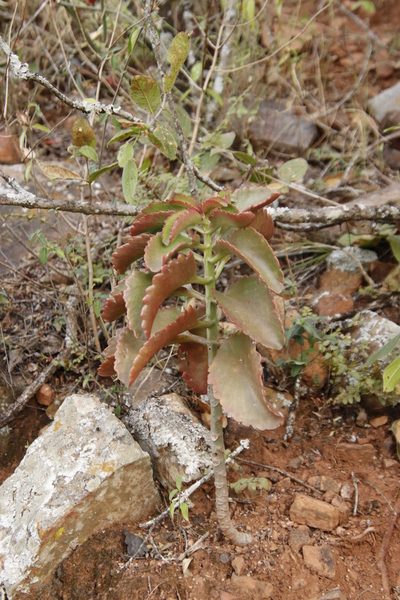 Kalanchoe sexangularis, photographed by Tony Rebelo