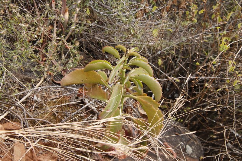Kalanchoe sexangularis, photographed by Tony Rebelo
