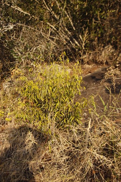 Coptosperma supra-axillare, photographed by Tony Rebelo