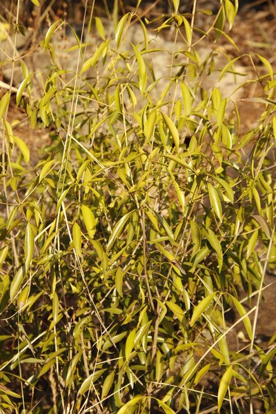 Coptosperma supra-axillare, photographed by Tony Rebelo