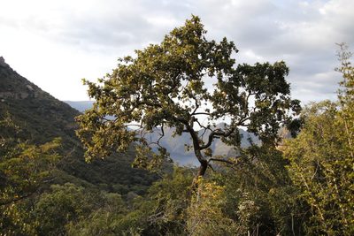 Combretum zeyheri, photographed by Tony Rebelo