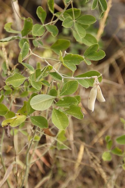 Crotalaria doidgeae, photographed by Tony Rebelo