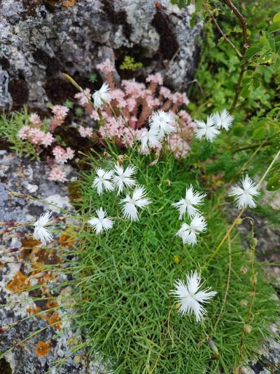 Dianthus spiculifolius, photographed by xulescu_g