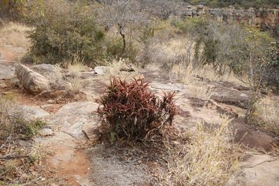 Aloe spicata, photographed by Tony Rebelo