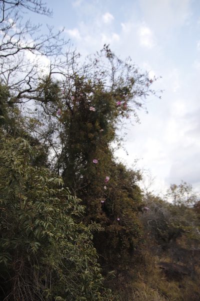 Buttonia superba, photographed by Tony Rebelo