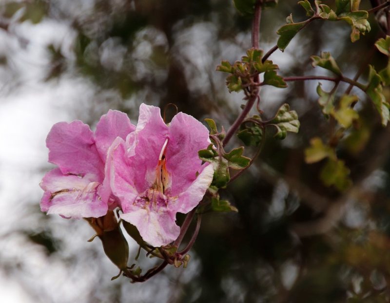 Buttonia superba, photographed by Tony Rebelo