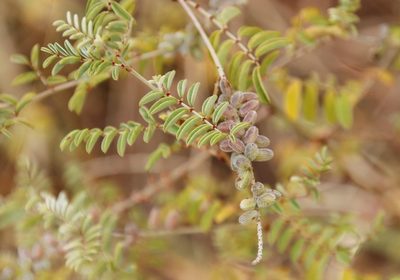 Indigofera melanadenia, photographed by Tony Rebelo