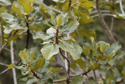 Ficus abutilifolia, photographed by Tony Rebelo