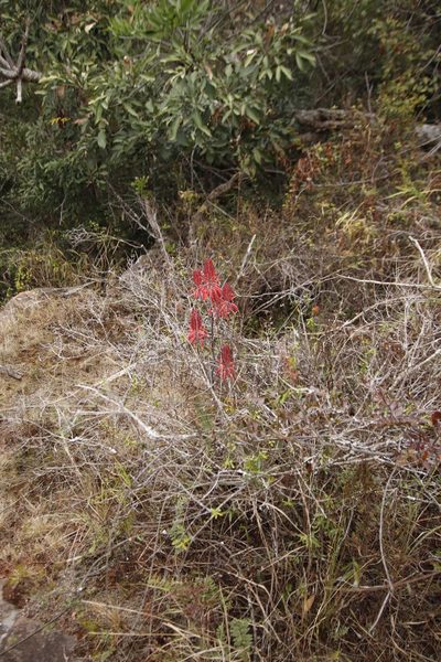 Aloe affinis, photographed by Tony Rebelo