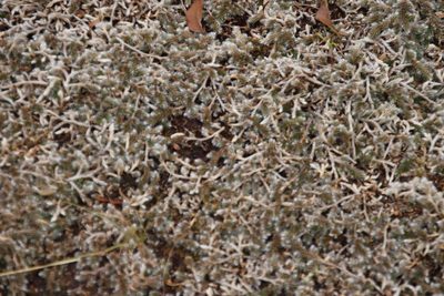 Selaginella dregei, photographed by Tony Rebelo