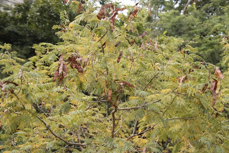 Albizia harveyi, photographed by Tony Rebelo