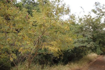 Albizia harveyi, photographed by Tony Rebelo