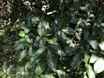 Celtis tetrandra, photographed by Cheng-Tao Lin