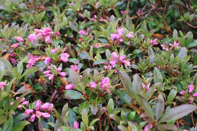 Rhododendron smokianum, photographed by Kaden Slone