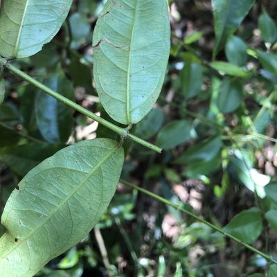 Coptosapelta diffusa, photographed by Cheng-Tao Lin