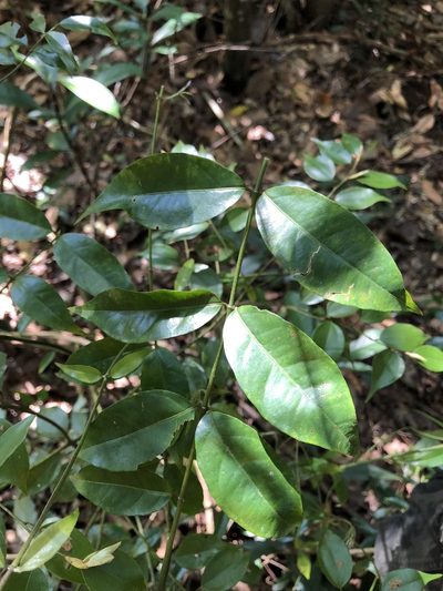 Coptosapelta diffusa, photographed by Cheng-Tao Lin