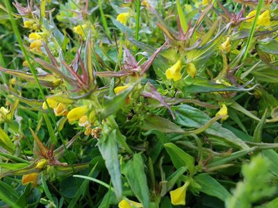 Melampyrum sylvaticum, photographed by Thor-Rune Hansen