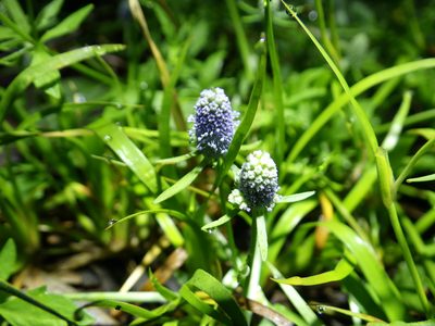 Eryngium prostratum, photographed by David Weisenbeck