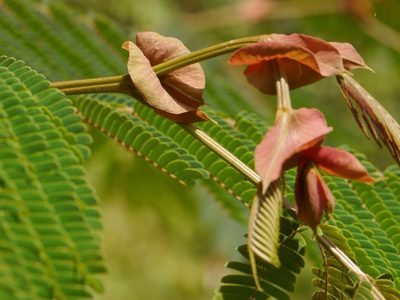 Albizia chinensis, photographed by Dinesh Valke