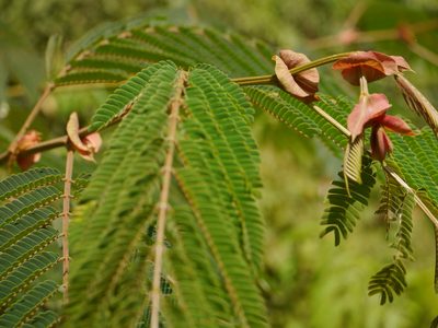 Albizia chinensis, photographed by Dinesh Valke